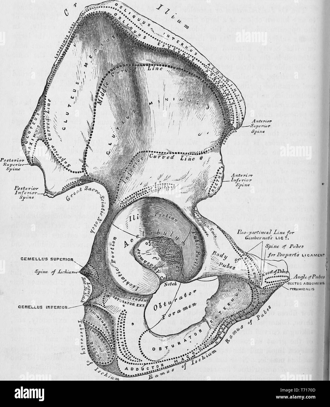 Illustration de l'anatomie osseuse de la hanche, du livre 'Anatomie descriptive et chirurgicale', par Henry Gray, Henry Vandyke Carter, et John couvert Westmacott, 1860. Avec la permission de Internet Archive. () Banque D'Images