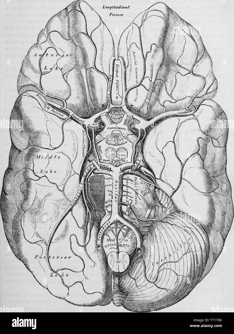 Illustration de l'anatomie des artères du cerveau, du livre 'Anatomie descriptive et chirurgicale', par Henry Gray, Henry Vandyke Carter, et John couvert Westmacott, 1860. Avec la permission de Internet Archive. () Banque D'Images