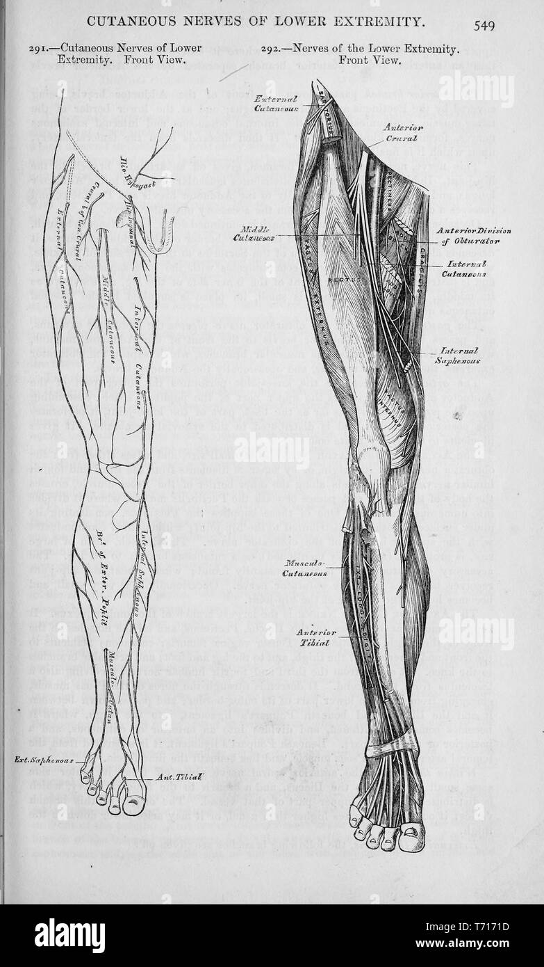Illustration de l'anatomie des nerfs cutanés une jambe droite, du livre 'Anatomie descriptive et chirurgicale', par Henry Gray, Henry Vandyke Carter, et John couvert Westmacott, 1860. Avec la permission de Internet Archive. () Banque D'Images