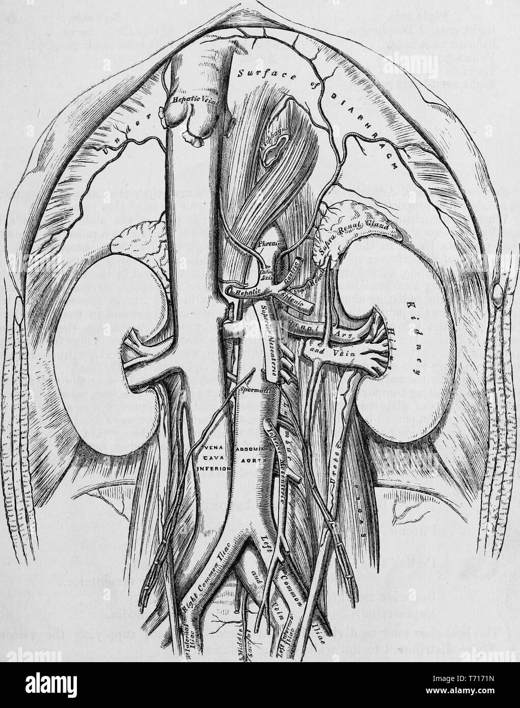 Illustration de l'anatomie de l'aorte abdominale, du livre 'Anatomie descriptive et chirurgicale', par Henry Gray, Henry Vandyke Carter, et John couvert Westmacott, 1860. Avec la permission de Internet Archive. () Banque D'Images
