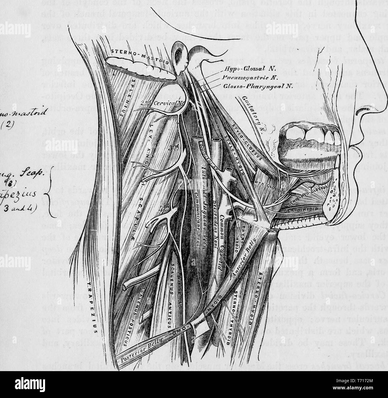 Illustration de l'anatomie du nerf nerf hypoglosse et ses branches, dans le livre 'Anatomie descriptive et chirurgicale', par Henry Gray, Henry Vandyke Carter, et John couvert Westmacott, 1860. Avec la permission de Internet Archive. () Banque D'Images