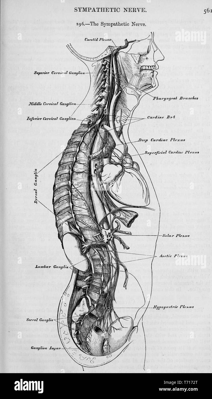 Illustration de l'anatomie du système nerveux sympathique, du livre 'Anatomie descriptive et chirurgicale', par Henry Gray, Henry Vandyke Carter, et John couvert Westmacott, 1860. Avec la permission de Internet Archive. () Banque D'Images