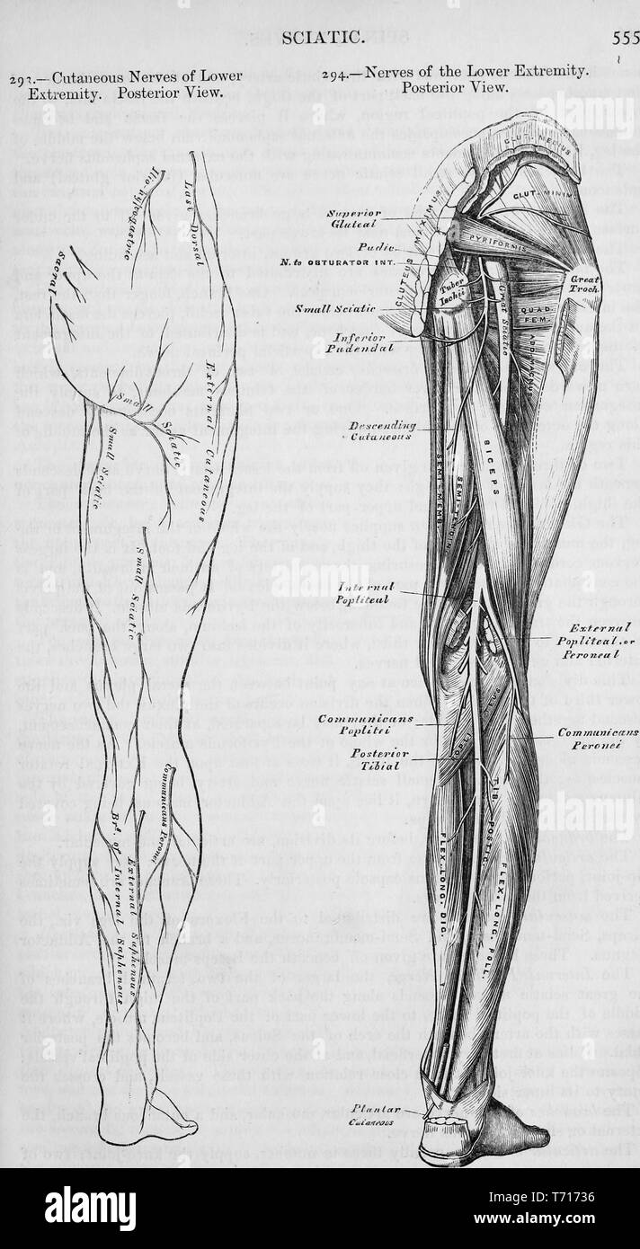 L'illustre vue postérieure des nerfs cutanés d'une jambe droite, du livre 'Anatomie descriptive et chirurgicale', par Henry Gray, Henry Vandyke Carter, et John couvert Westmacott, 1860. Avec la permission de Internet Archive. () Banque D'Images