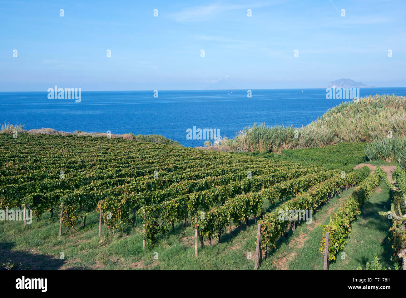 Capofaro resort, vignoble, Salina, Iles Eoliennes, Sicile, Italie, Europe, UNION EUROPÉENNE Banque D'Images