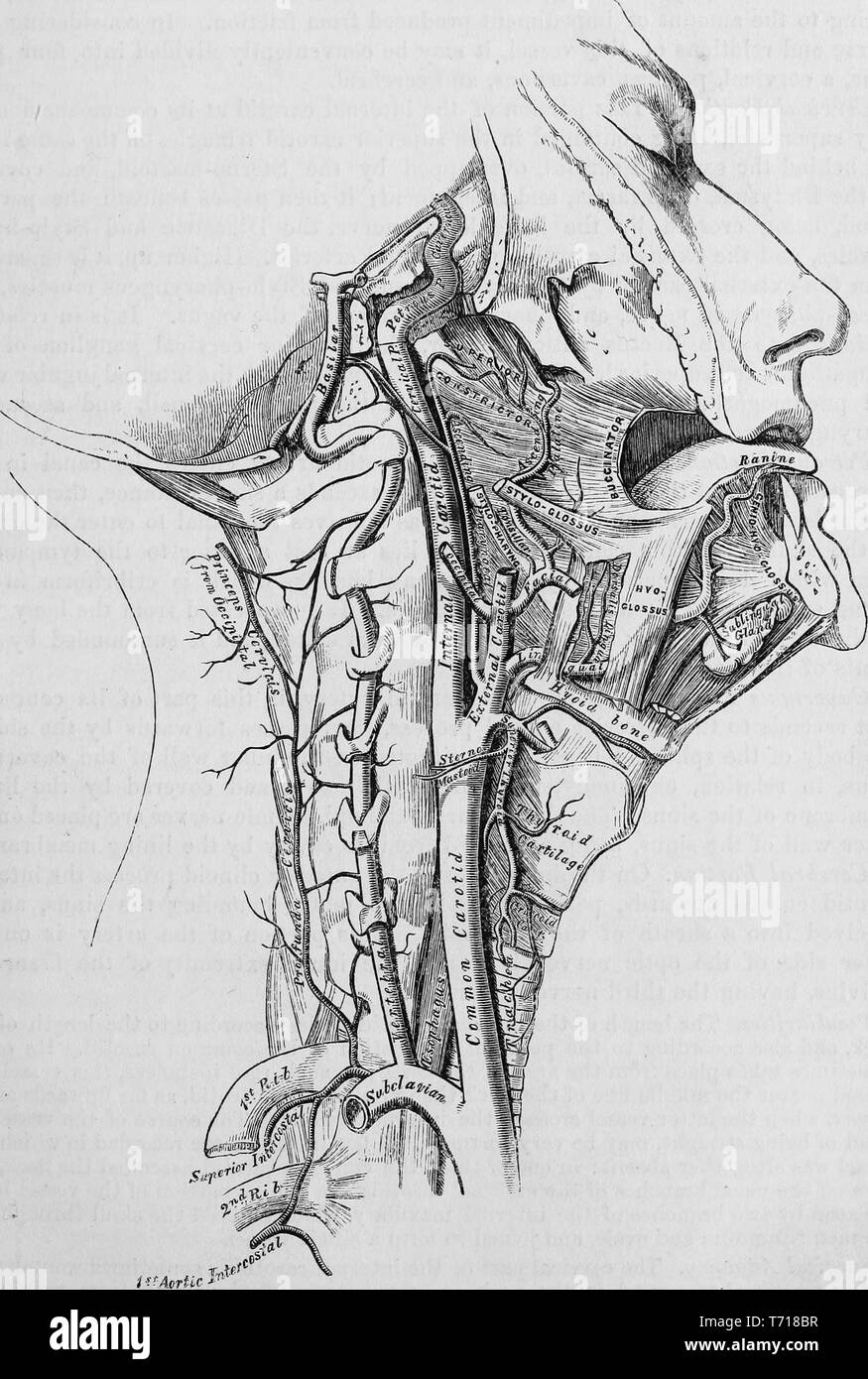 Illustration de l'anatomie des artères carotides internes du cou, du livre 'Anatomie descriptive et chirurgicale', par Henry Gray, Henry Vandyke Carter, et John couvert Westmacott, 1860. Avec la permission de Internet Archive. () Banque D'Images