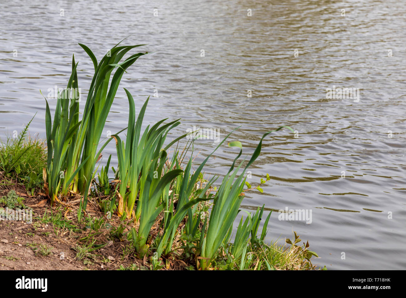 Drapeau jaune iris plantes poussant sur le côté d'un canal. Copyspace à droite Banque D'Images