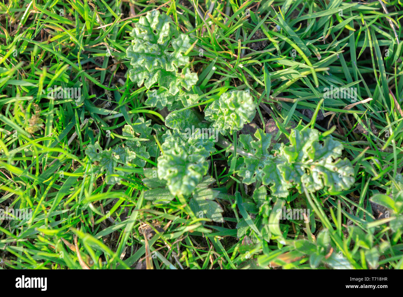 Rosette séneçon in grass Banque D'Images