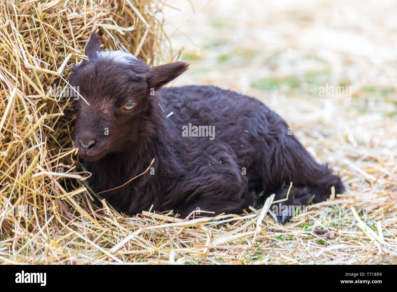 Ouessant agneau - week old black agneau couché à côté d'une balle de foin/ Banque D'Images