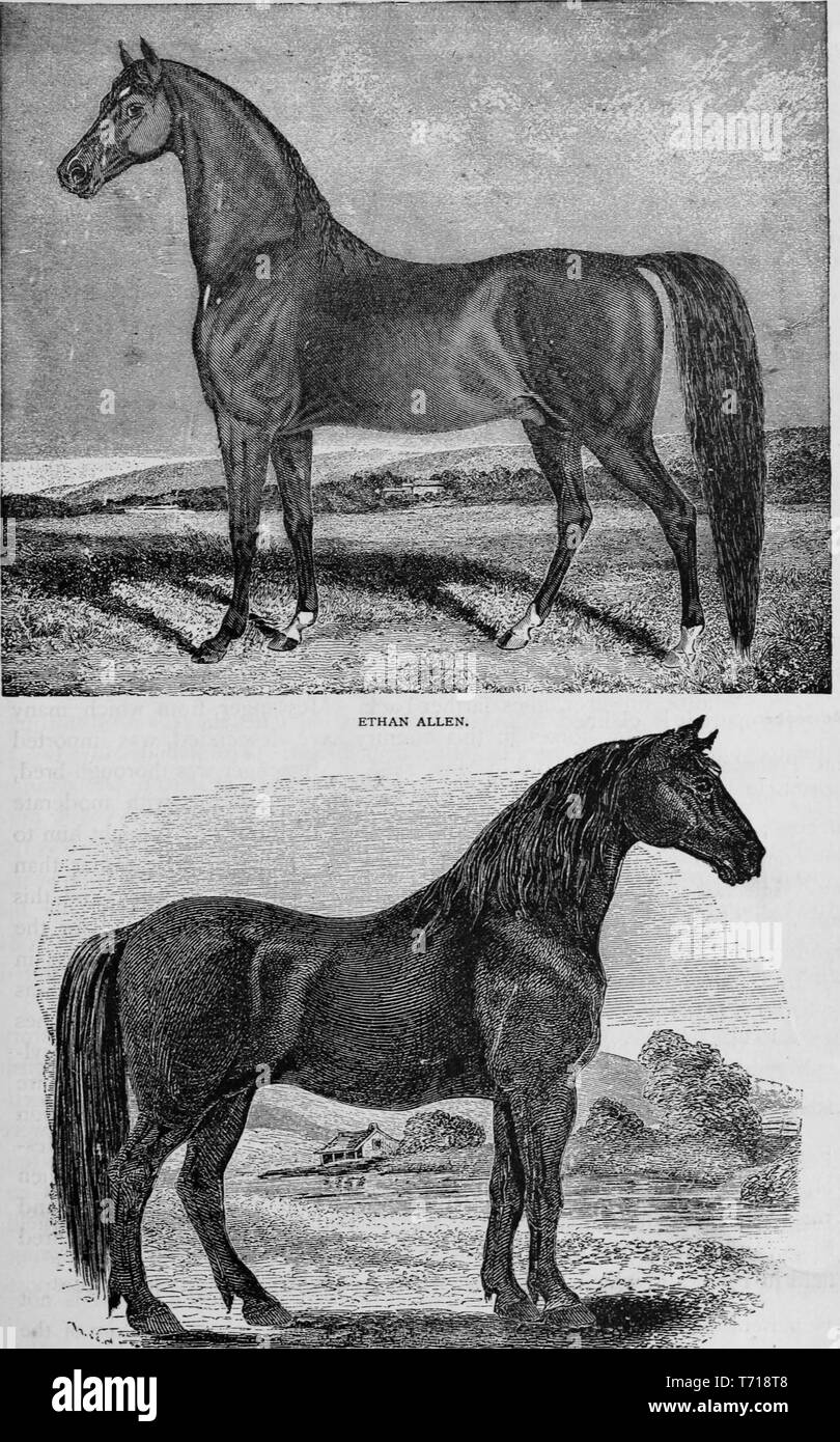 Gravures de deux races de chevaux, Ethan Allen et le Conestoga cheval, du livre 'L'histoire industrielle des États-Unis, depuis le début de la colonisation à l'heure actuelle' par Albert Sidney Bolles, 1878. Avec la permission de Internet Archive. () Banque D'Images