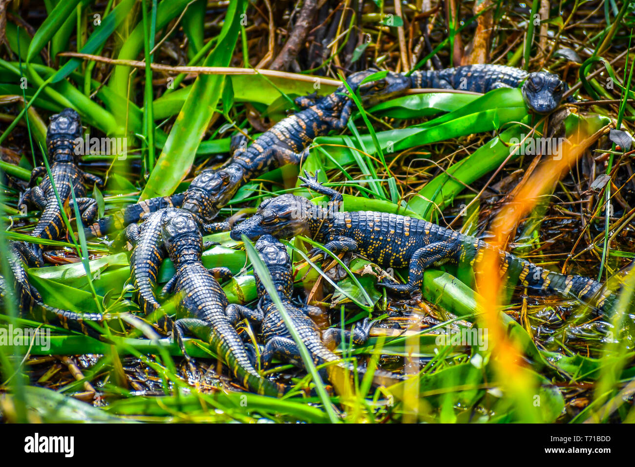 Un nouveau-né les alligators américains à Miami, Floride Banque D'Images