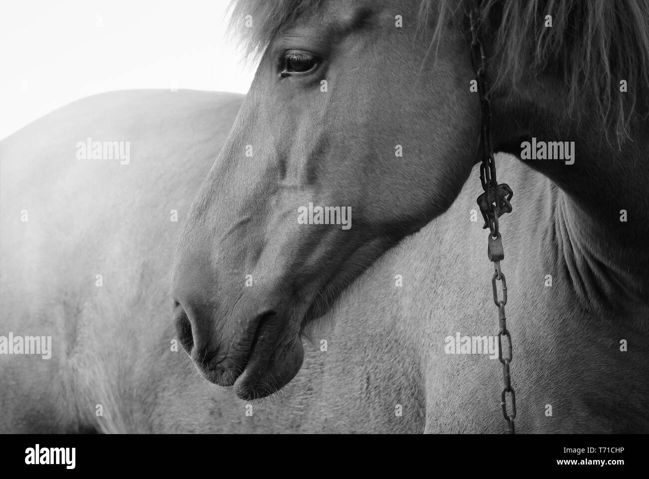 Horse avec chaîne Banque D'Images