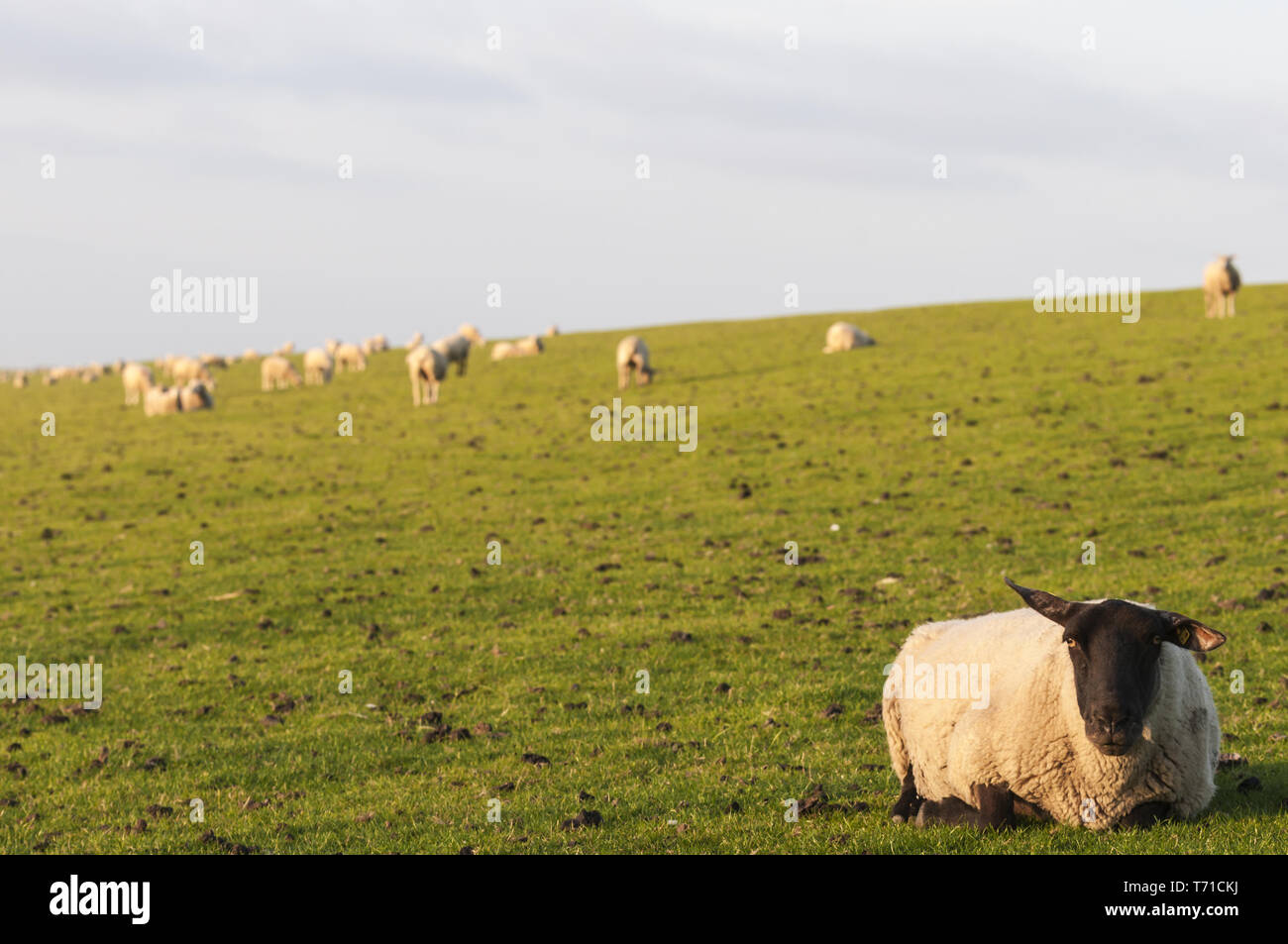 La région de la mer du Nord allemande, moutons sur une digue. Banque D'Images