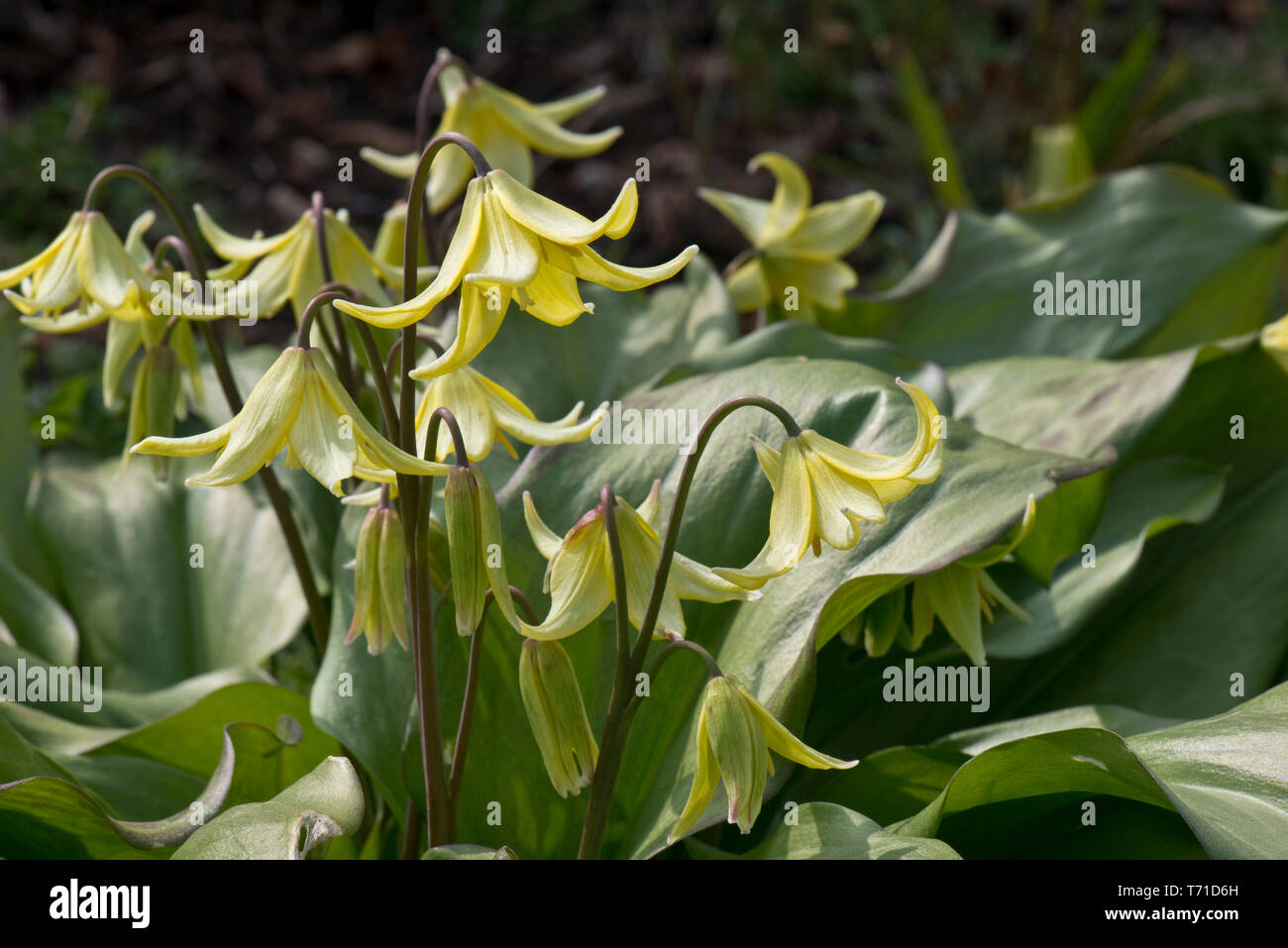 L'Erythronium 'Pagoda' une ampoule jaune source coulante dans la famille de lis dans un jardin ombragé, Berkshire, Avril Banque D'Images