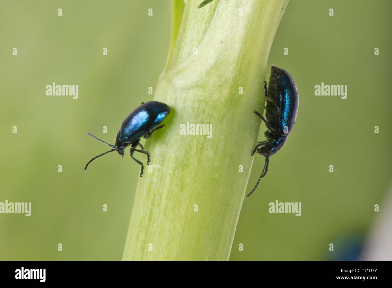 L'altise vert métallique (Altica sp.) grégaires adultes saut polyphages les insectes ravageurs, Berkshire, Avril Banque D'Images