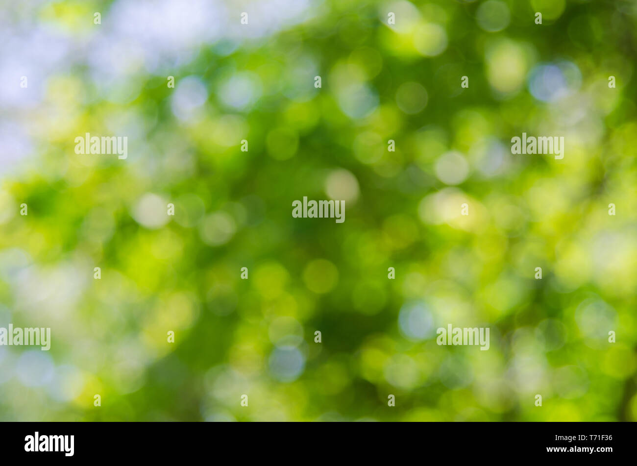 Résumé La nature de fond vert floue floue. toile de modèle d'élément de conception Banque D'Images