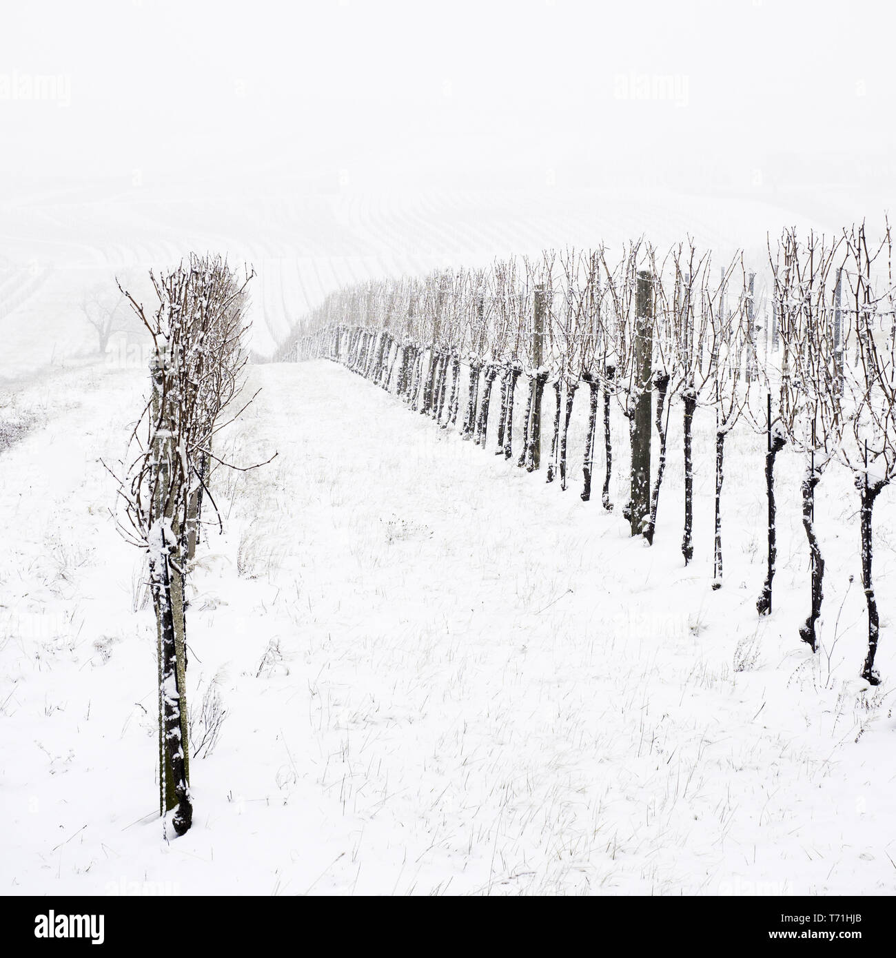 Vignoble en hiver dans le Burgenland Banque D'Images