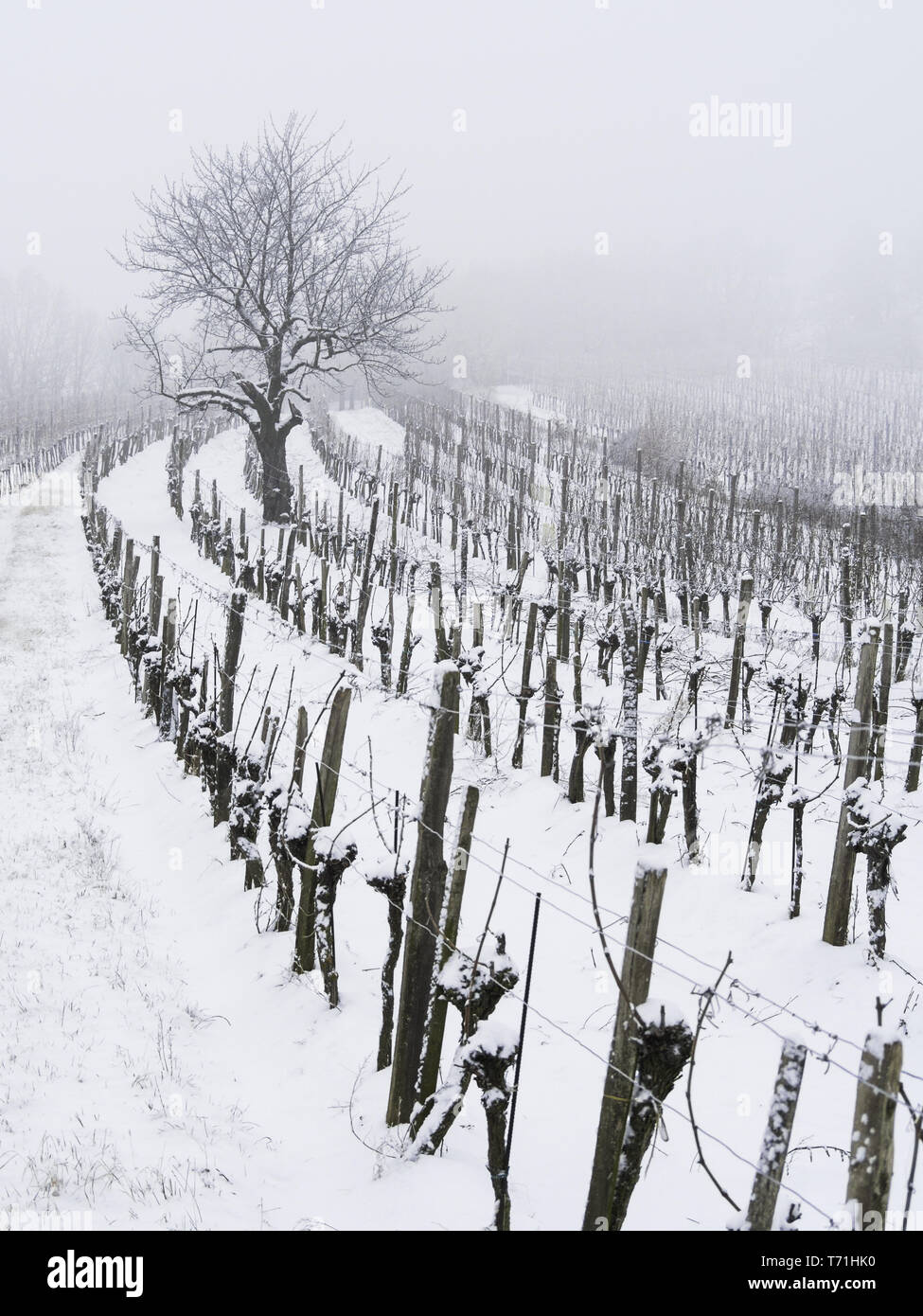 Vignoble dans le Burgenland en hiver Banque D'Images