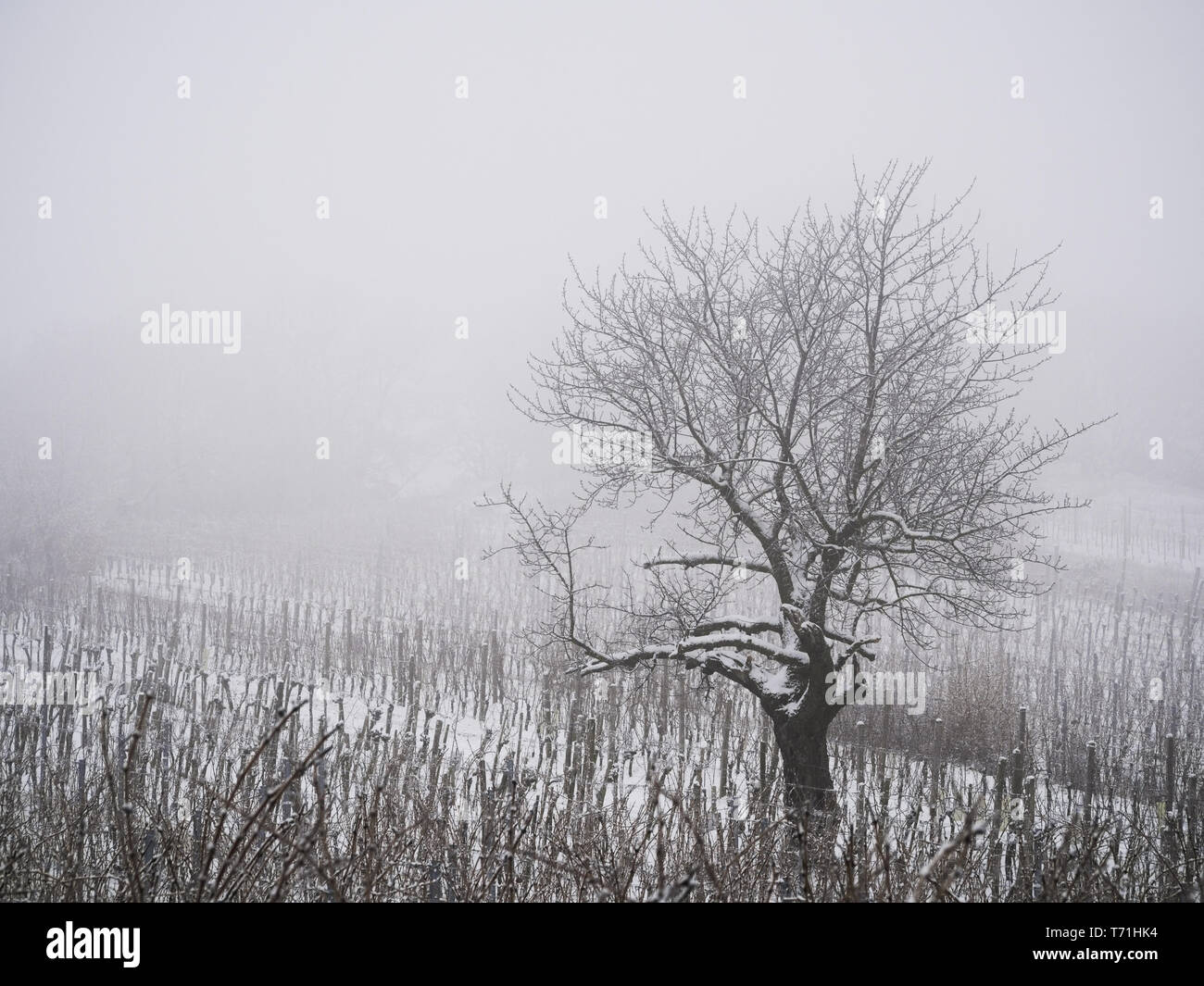 Vignoble dans le Burgenland en hiver avec de la neige Banque D'Images