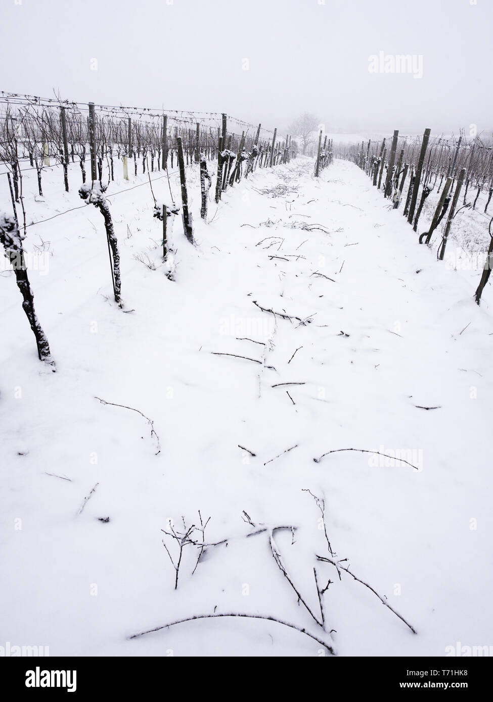 Branches coupées sur un vignoble en hiver Banque D'Images