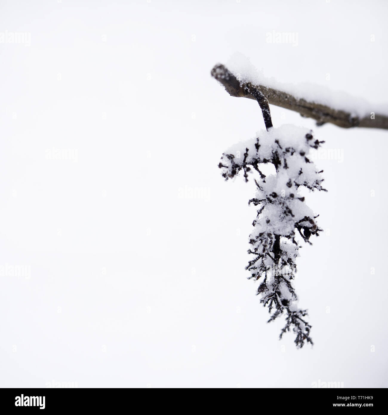 Les raisins et la neige en hiver Banque D'Images