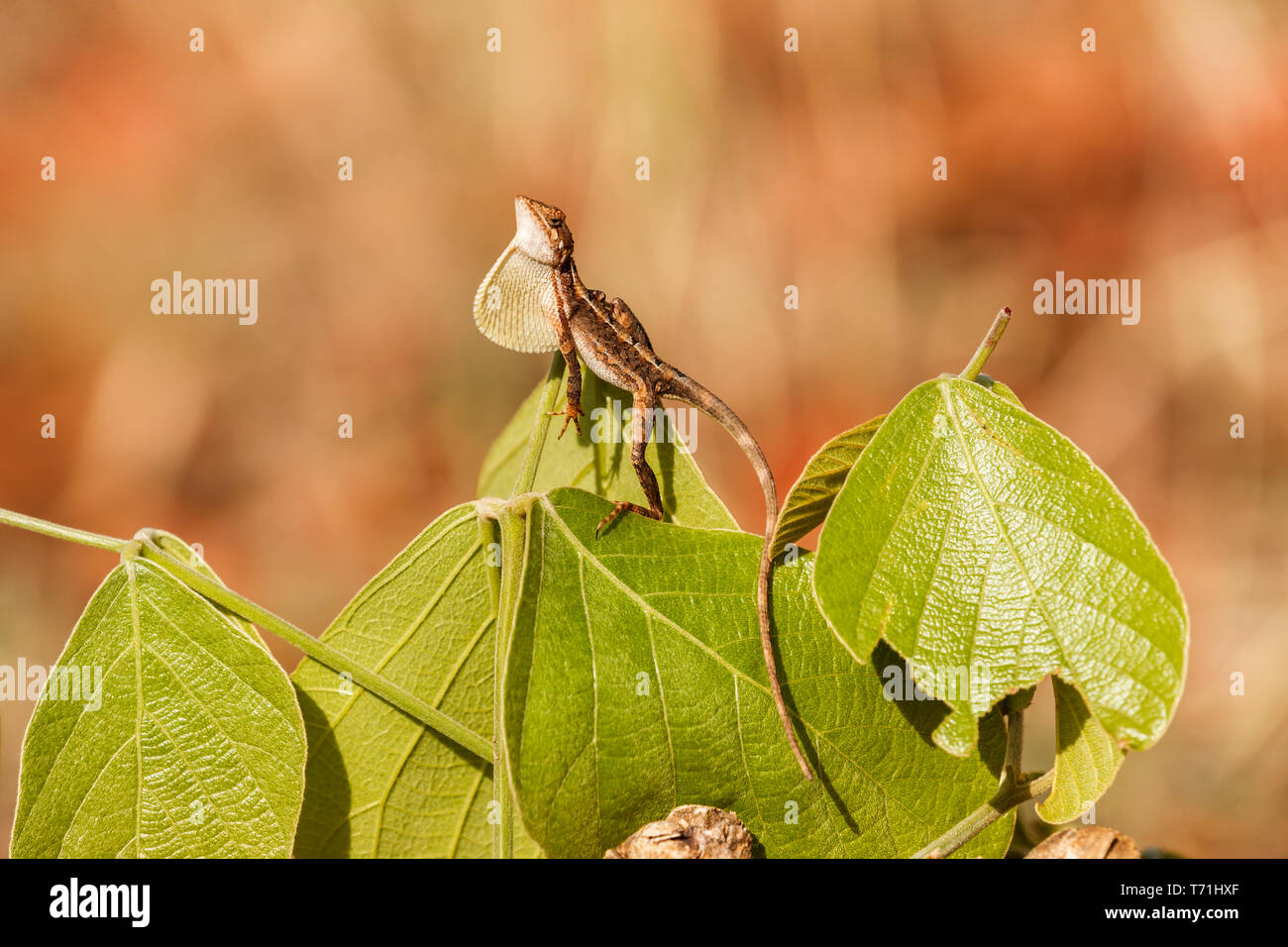 Ventilateur mâle lézard à gorge (Sitana ponticeriana) dans la Réserve de tigres de Satpura (Parc National de Satpura), Hoshangabad district de Madhya Pradesh, Inde Banque D'Images