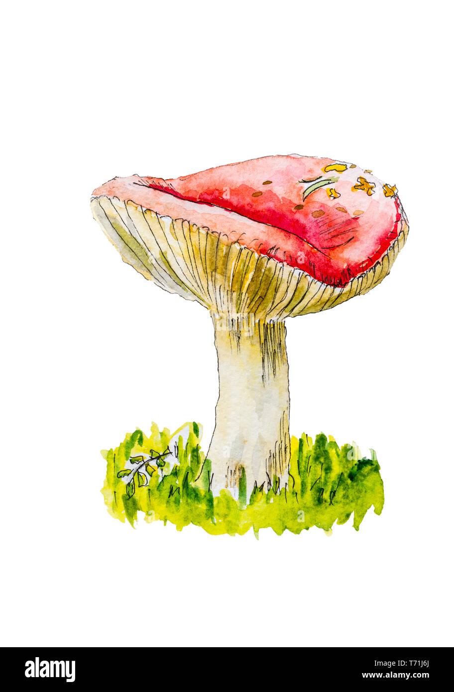 Aquarelle de champignons crus avec une red hat. Banque D'Images