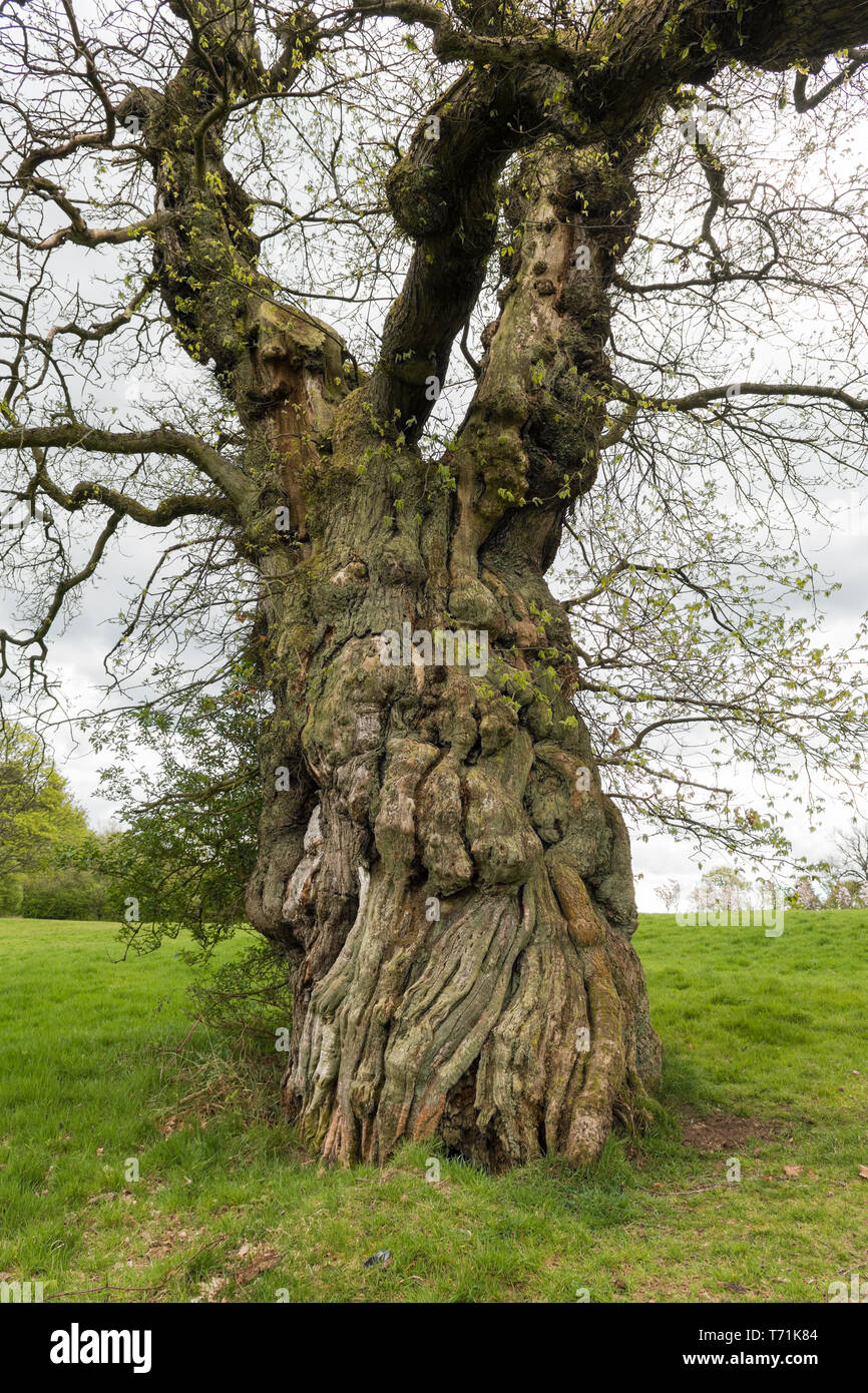 Sweet Chestnut Tree - Castanea sativa - plantés par Mary Queen of Scots, Cumbernauld House Park, Cumbernauld, North Lanarkshire, Écosse, Royaume-Uni Banque D'Images