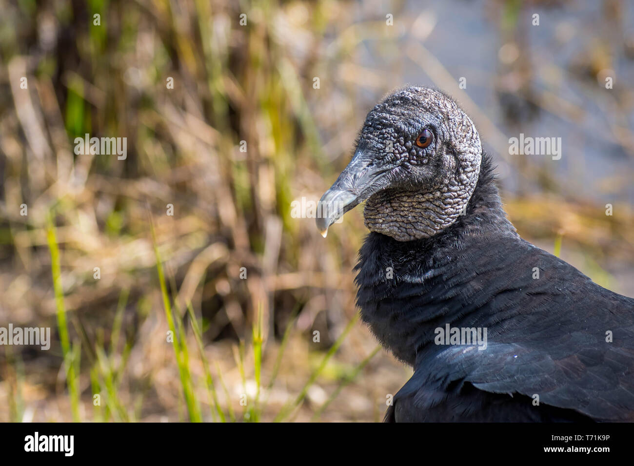 Un vautour noir dans le parc national des Everglades, en Floride Banque D'Images