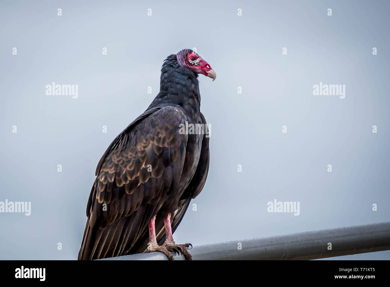 Un grand Urubu dans le parc national des Everglades, en Floride Banque D'Images