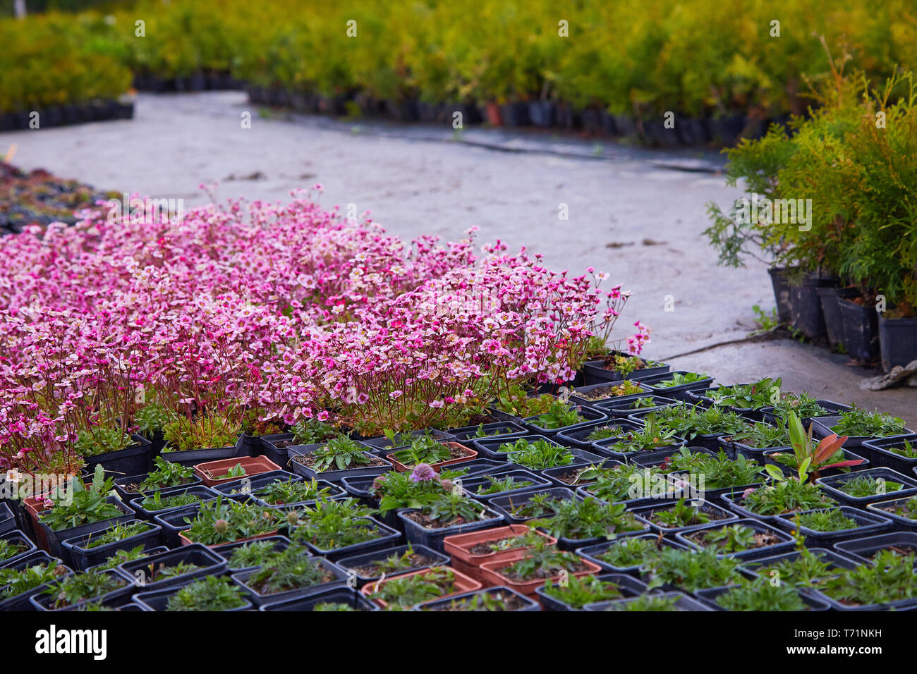 La pépinière de plantes et d'arbres pour le jardinage. Pépinière d'usine de vente au détail Banque D'Images