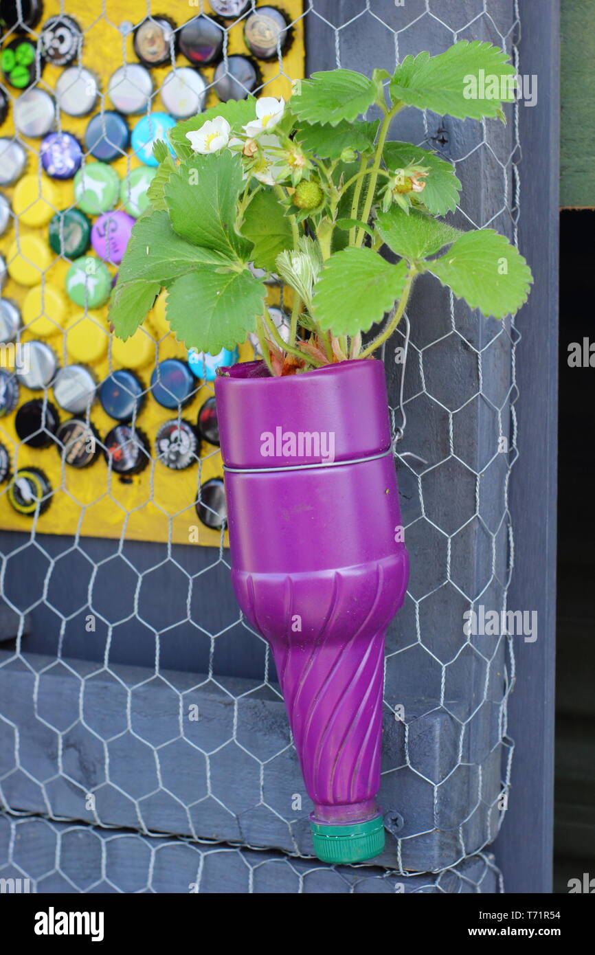 Créez une mini serre de jardin en recyclant une bouteille en plastique avec  le système Pikaserre ! 