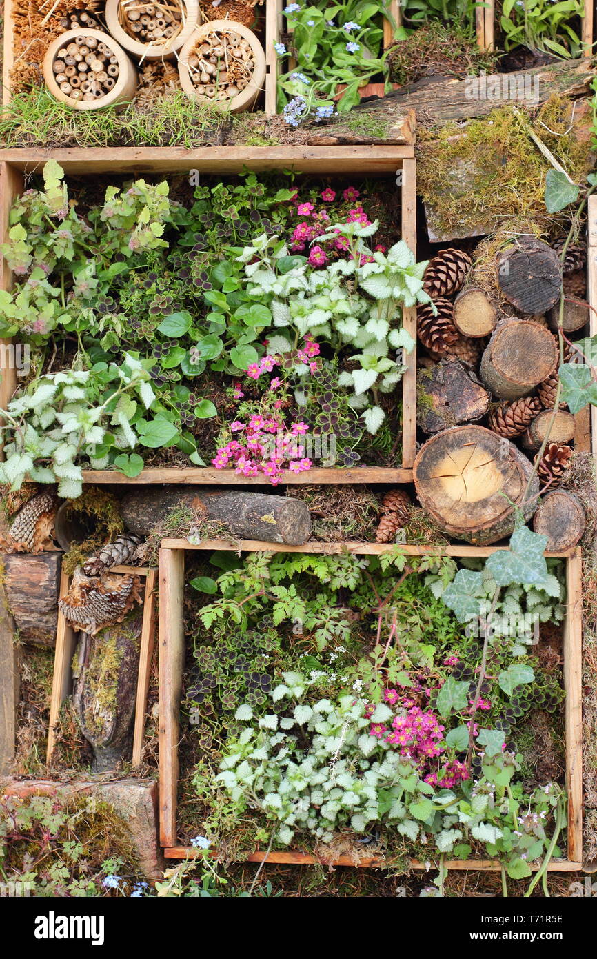 Jardin Vertical. Détail de mur vivant avec upcycled caisses à vin en bois plantés et entrecoupées de bug hotels, Royaume-Uni Banque D'Images