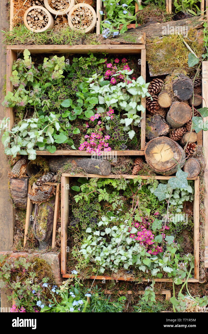 Jardin Vertical. Détail de mur vivant avec upcycled caisses à vin en bois plantés et entrecoupées de bug hotels, Royaume-Uni Banque D'Images