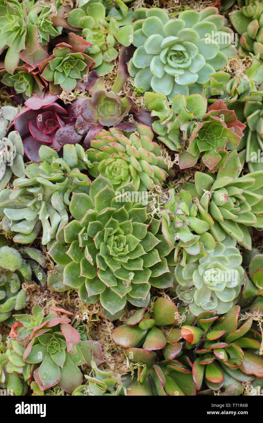 Sempervivum. Houseleek succuelnts forment un mur végétal dans un jardin vertical, UK Banque D'Images