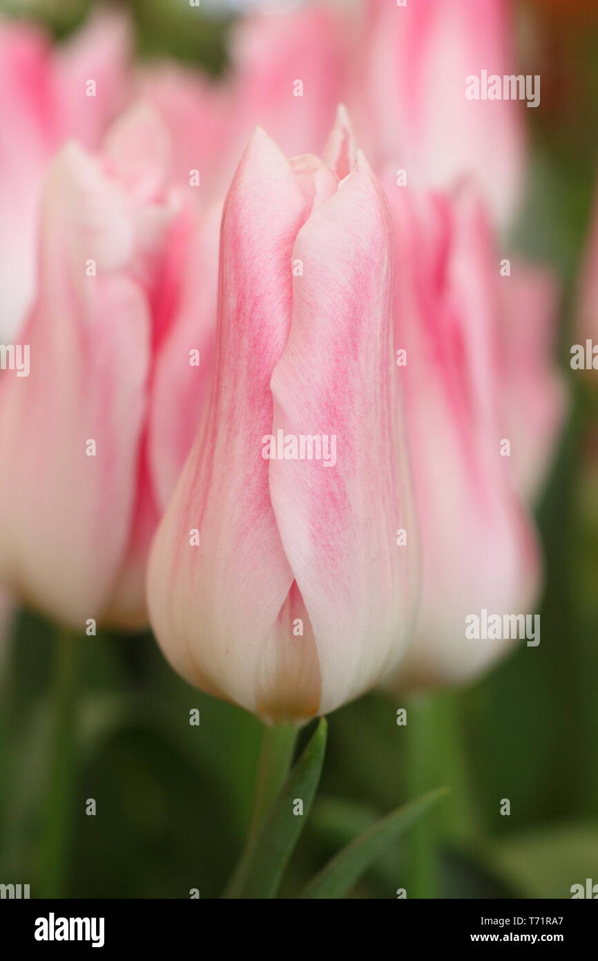 Fleurs de tulipe rose champ de profondeur faible. ROYAUME-UNI Banque D'Images