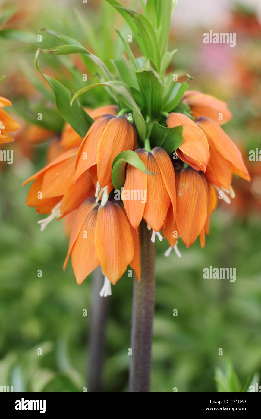 Fritillaria imperialis 'Rex' affichage en forme de cloche distinctif des fleurs au printemps - UK Banque D'Images