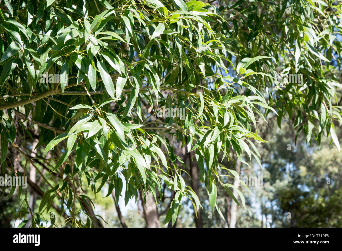 Les feuilles des arbres bouteille Queensland Brachychiton rupestris. Banque D'Images