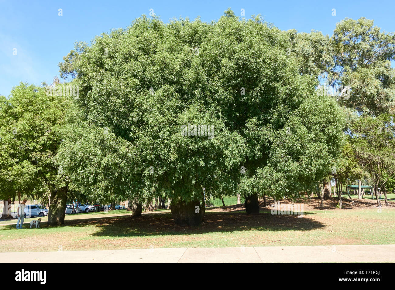 Un groupe de 4 bouteille Queensland Brachychiton rupestris arbres du Parc du Bicentenaire de Tamworth, NSW Australie. Banque D'Images