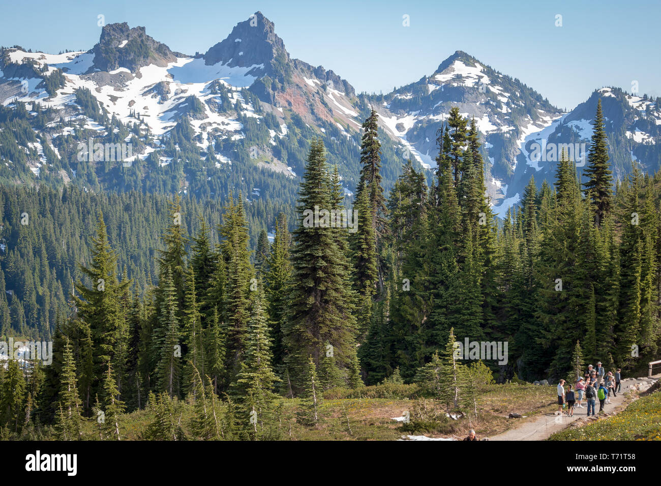 Les arbres à feuilles persistantes à l'encontre de grandes vues sur la montagne en Mt Rainier National Park dans l'état de Washington. Banque D'Images
