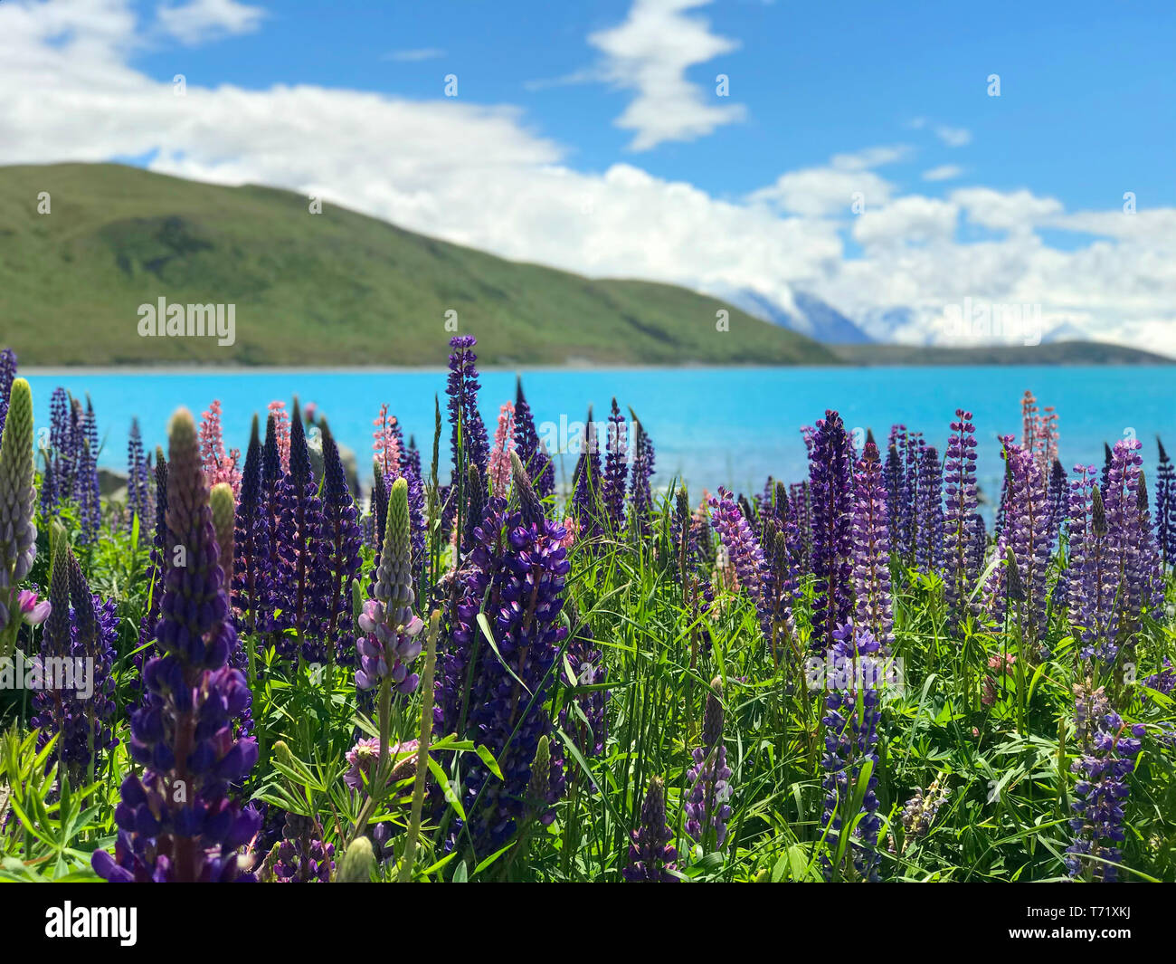 Belles Fleurs Dans Le Lac Tekapo Lupin Violet Rose Blanc