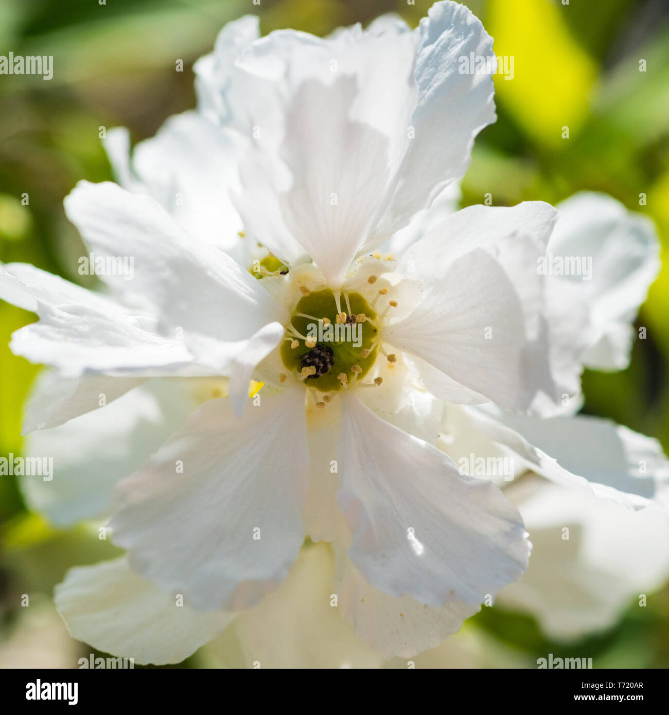 Un plan macro sur une fleur blanche avec un tapis à l'abri dans le centre. Banque D'Images