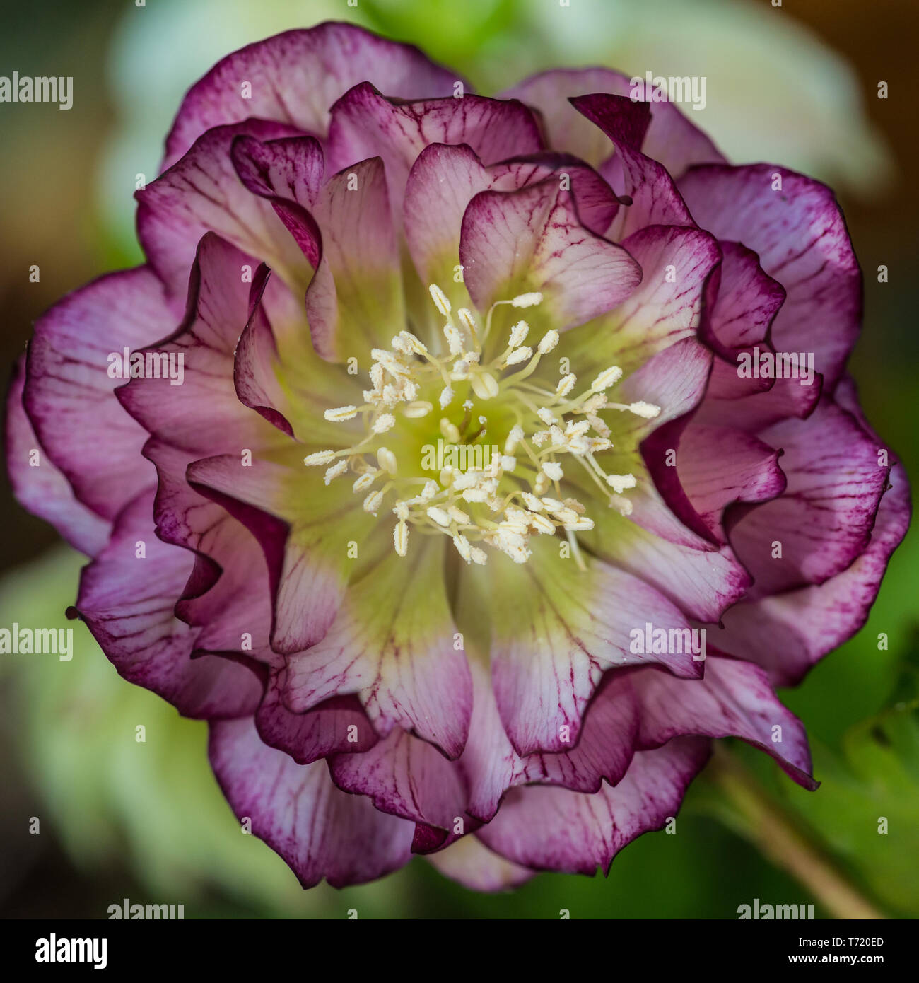 Un plan macro sur une fleur rouge helleborus ellen double. Banque D'Images