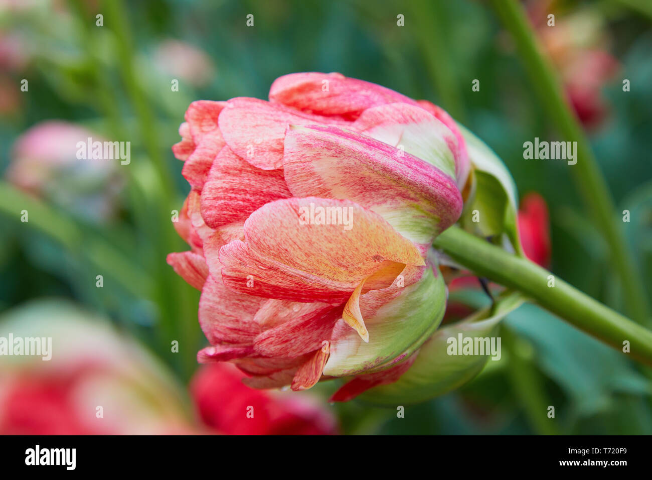 Tulipe Double tard. Belle fleur rose et rouge double fleurs de tulipe  précoce (Tulipa hybrida Photo Stock - Alamy