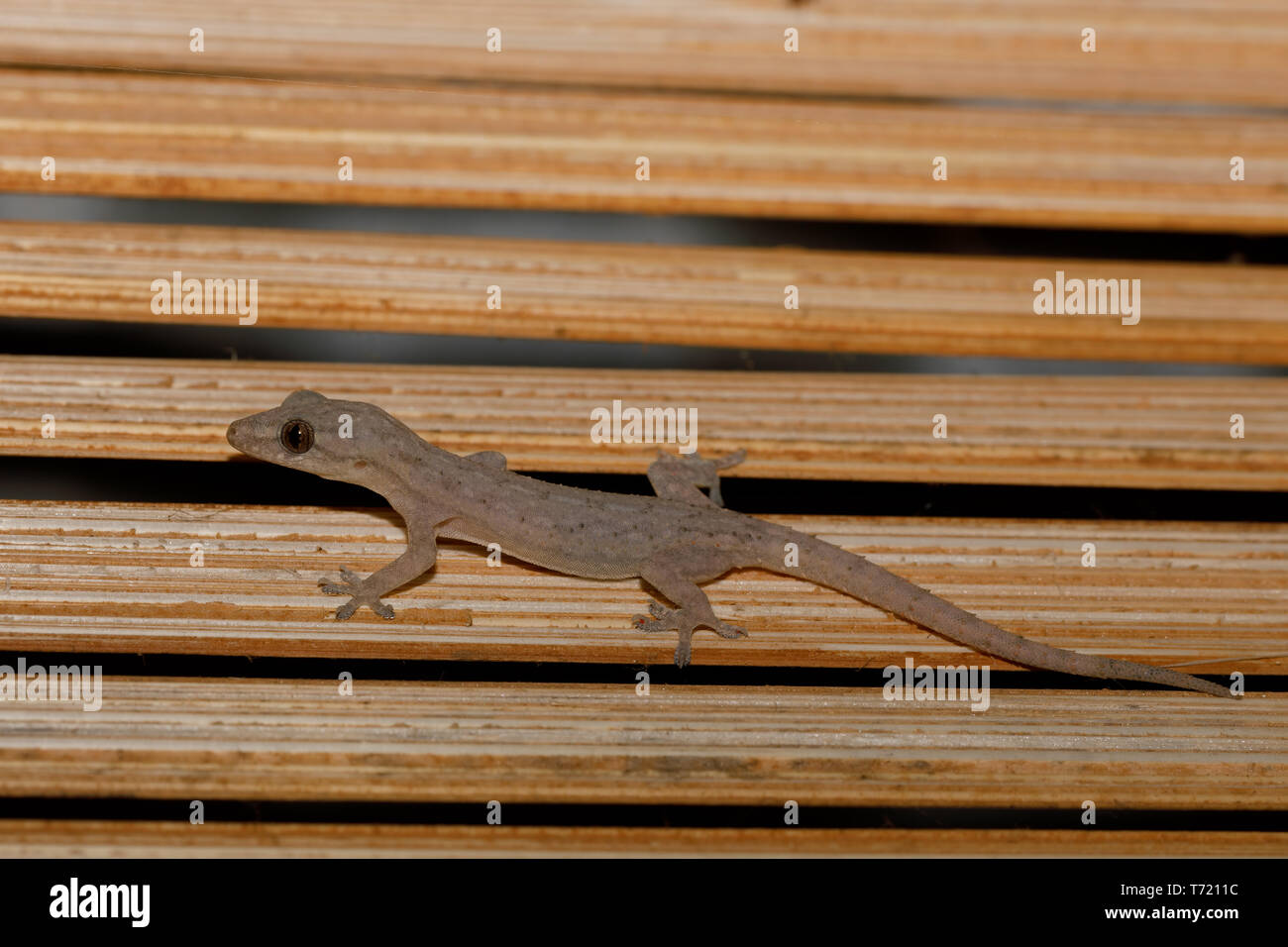 Petite Montagne d'Ambre Madagascar gecko nocturne Banque D'Images