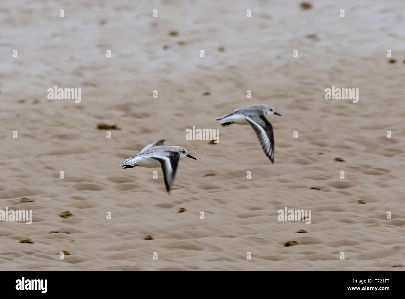 Les bécasseaux sanderling plumage d'hiver seulement Banque D'Images