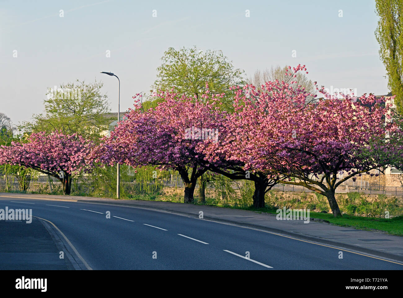 Floraison rose des cerisiers (Prunus 'Kanzan') en pleine floraison au printemps. Aynam Road, Kendal, Cumbria, Angleterre, Royaume-Uni, Europe. Banque D'Images