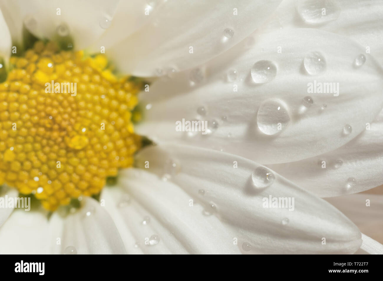 Camomille macro avec des gouttes d'eau. Nature background, Close up croped fleur avec petite profondeur de champ. Banque D'Images