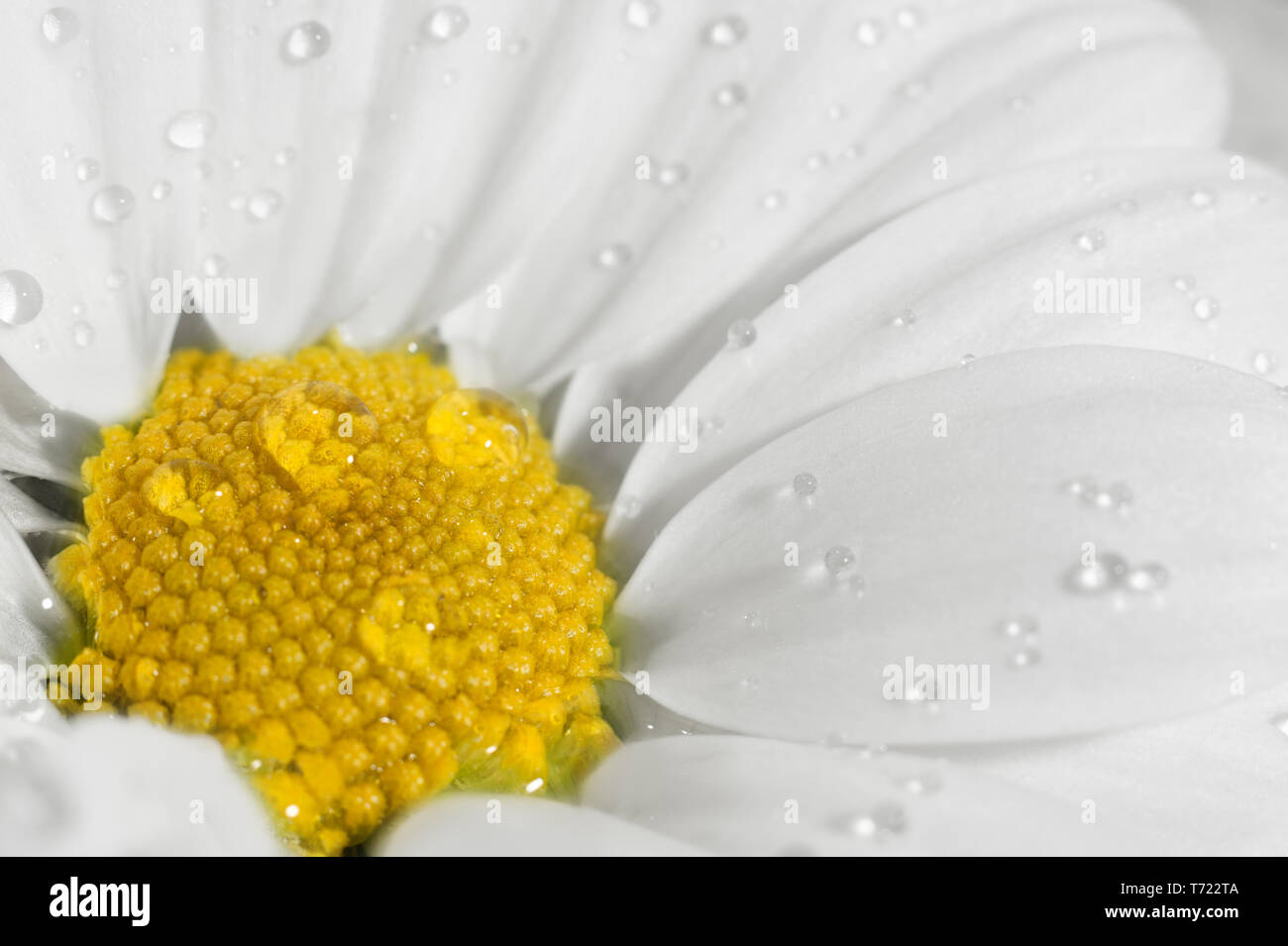 Camomille macro avec des gouttes d'eau. Nature background, Close up fleur avec petite profondeur de champ. Banque D'Images