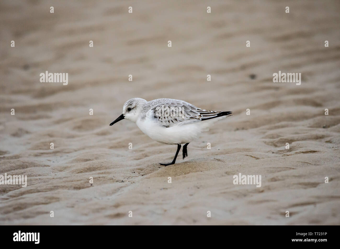 Les bécasseaux sanderling plumage d'hiver seulement Banque D'Images