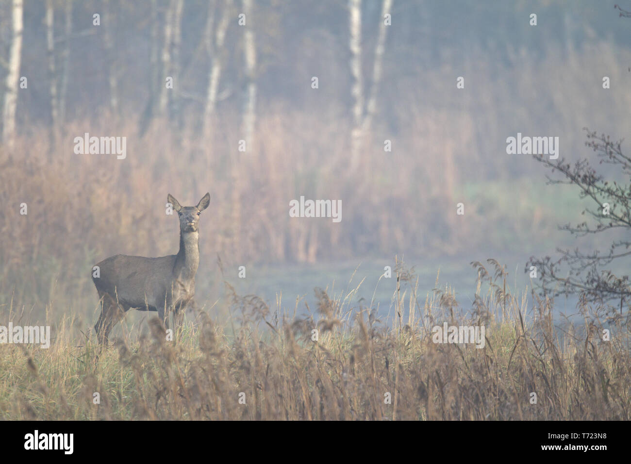 Red Deer hind dans une région de l'étang Banque D'Images